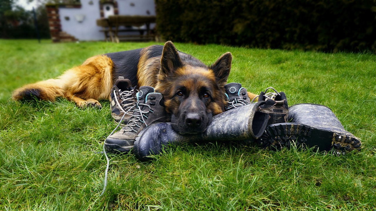 The Personality Traits of the German Shepherd